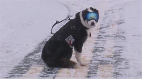 Piper The Runway Patrol Dog Chases Down Birds At Michigan Airport