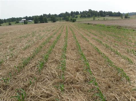 no till corn the picture shows a field of no till corn whi… flickr