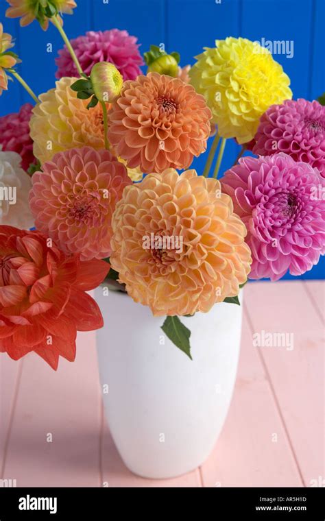 Dahlia Flower Arrangement Stock Photo Alamy