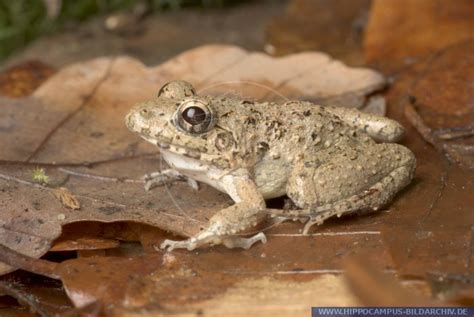 Fejervarya Limnocharis Alias Cricket Frog Hippocampus Bildarchiv