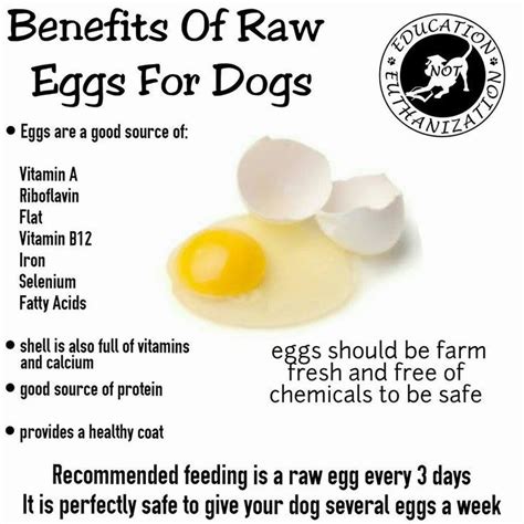 Plus, it's vegan, which makes it suitable to most dietary requirements. Benefits of raw eggs for dogs | Healthy dog food recipes ...