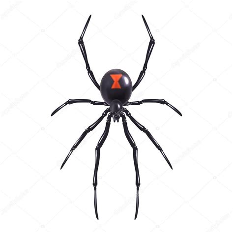 Insect Realistic Poisonous Spider Isolated On White Background Vector