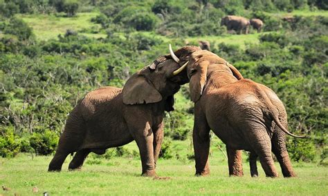 Addo Elephant National Park South Africa Safari
