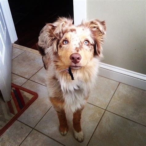 We also have our dogs compete and. Red Merle Australian Shepherd | Australian shepherd ...