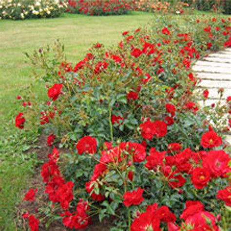 Ground Cover Roses 310