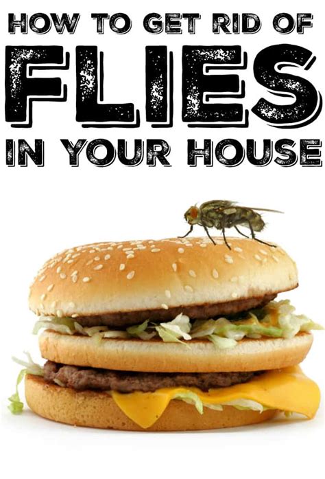 Flies are attracted to unclean areas, vegetation, food, and moist climates such as drains. How to Get Rid of Flies in Your House - Simply Stacie