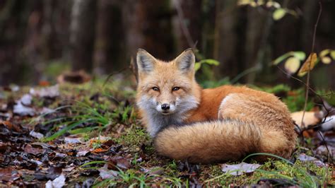 Red Fox With Instagram Account Euthanized After Colorado Springs Woman