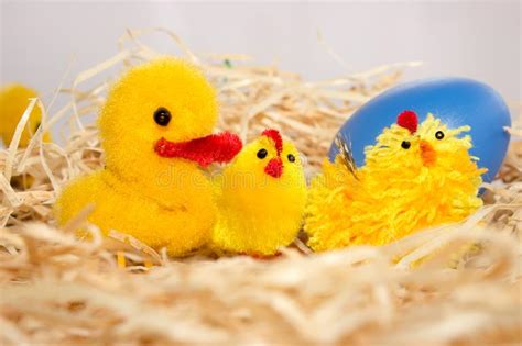 Find great deals on ebay for duck egg wallpaper. Easter Decorations - Chicken Duck And Blue Egg Stock Photo ...