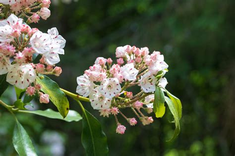 Mountain Laurel Flowers In Bloom Stock Photo Download Image Now Istock