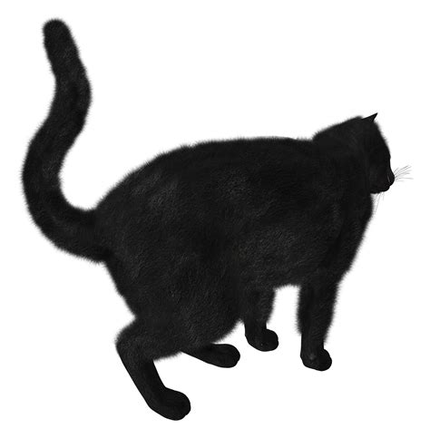 Black Cat Png Image