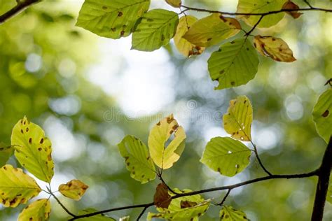 Leaves Of A Deciduous Tree Turning Yellow In Early Autumn Stock Photo