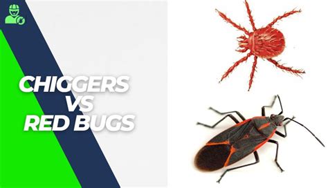 Chiggers Vs Red Bugs Y L P C
