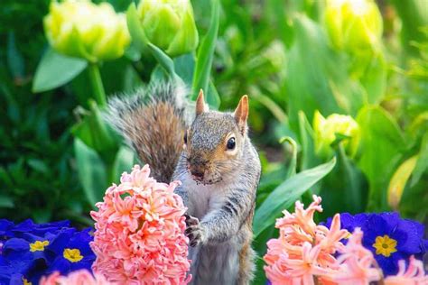 What Flowers Do Squirrels Hate Top 9 Flowers