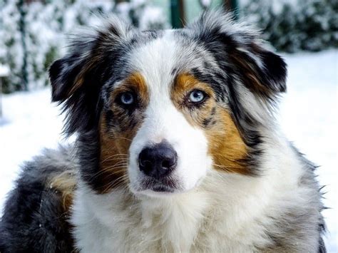 Australian shepherd colors red tricolor. 12 Australian Shepherd Colors: An Overview (with Pictures ...