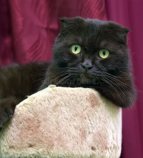 Black Scottish Fold Cat Stock Photo Image Of Kitten 59319556