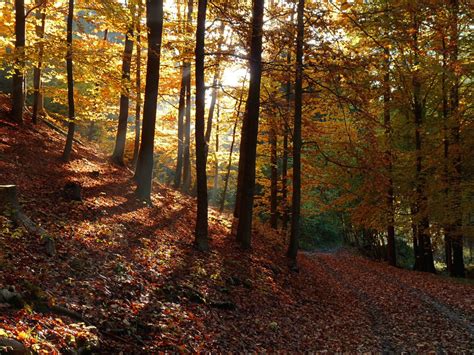 Autumn Forest By Wosicz On Deviantart