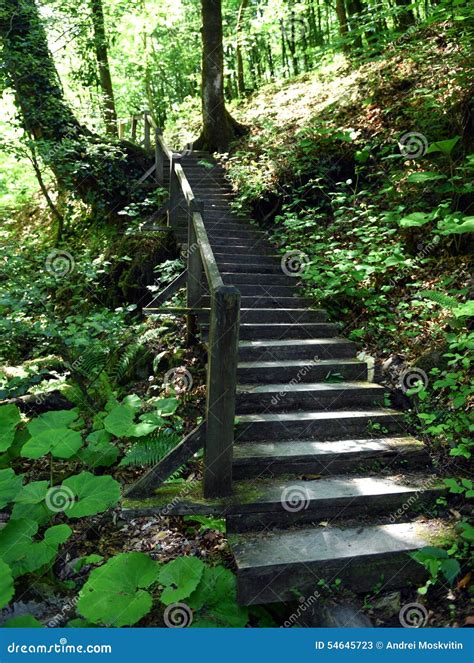 In The Forest Stock Image Image Of Trees Stairs Descent 54645723