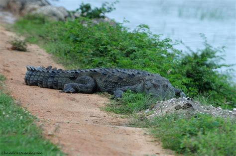 Gata Kimbula Crocodile Kumana Sri Lanka Chandra