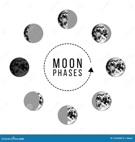 Moon Phases Icons Whole Cycle From New Moon To Full Moon Stock Vector