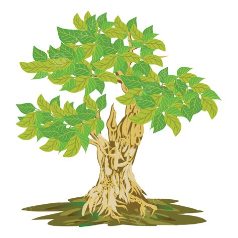 Illustration Of Banyan Tree Bonsai Banyan Bonsai Bonsai Mini Png And