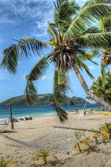 Fijian Palm Tree Beautiful Beaches Palm Trees Scenery