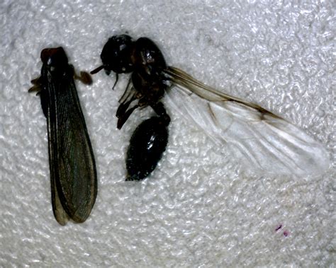 Drywood Termite Swarmer Vs Harvester Ant Swarmer