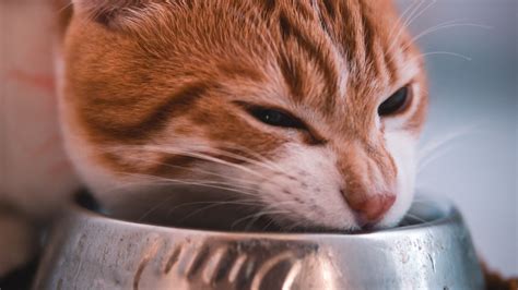 Although coconuts are technically not nuts, they have some similar. Download wallpaper 1920x1080 cat, bowl, food, muzzle, red ...