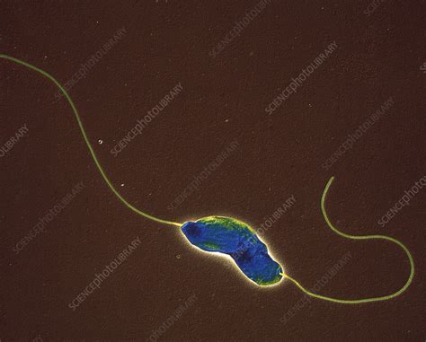Campylobacter Jejuni Bacterium Tem Stock Image B2201198 Science