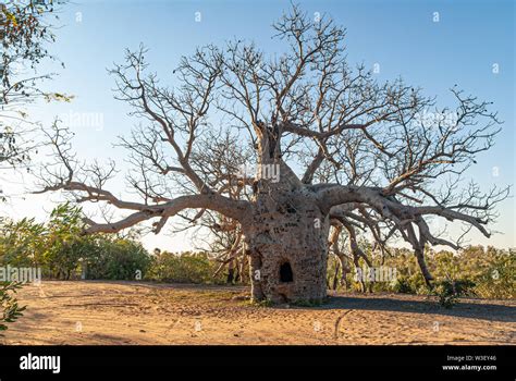 Wyndham Boab Prison Tree Near Wyndham Western Australia Australia