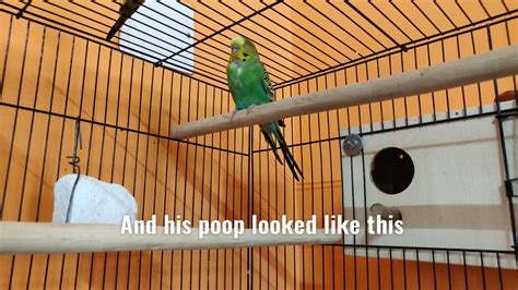 How I Saved My Budgie From Dying Diarrhea Budgielove