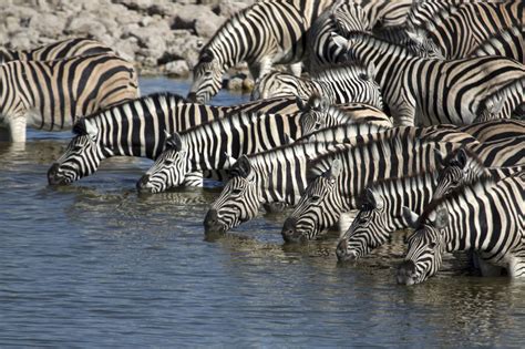 The Zebra Migration In Botswana Discover Africa Safaris