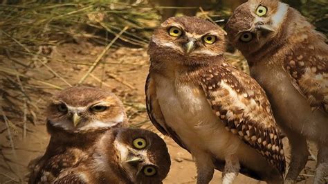 11.) those who drink whiskey with the owls at night, cannot soar with the eagles the next day. Amazing Funny Owls 🦉😂 Cute and Funny Owls Playing (Part 2 ...