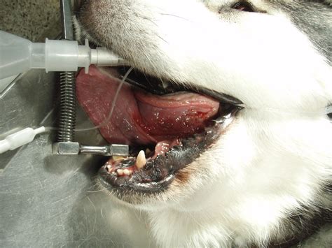 Canine Eosinophilic Granuloma In A Huskey Eosinophilic Gra Flickr