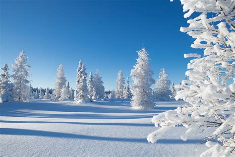 Обои снежный елки сугробы зима бесплатные картинки на Fonwall