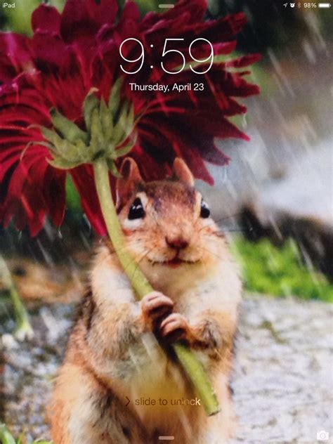 Awesome Lock Screen Critters Funny Animals Cute