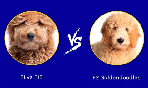 F1 Vs F1b Vs F2 Goldendoodle Is There A Difference Imp World
