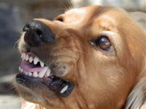 Fargo Dog Bite Injury Lawyer Nd Personal Injury Firm