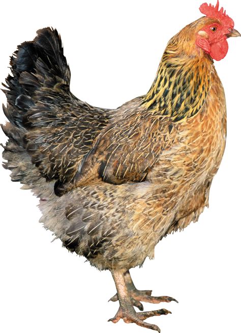 Chicken Png Images Free Chicken Picture Download