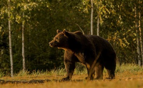 Brown Bear Attacks Deaths Spark Fear In Romania Bbc News