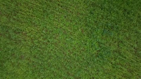 Aerial Shot Of Grass Field Stock Video Motion Array