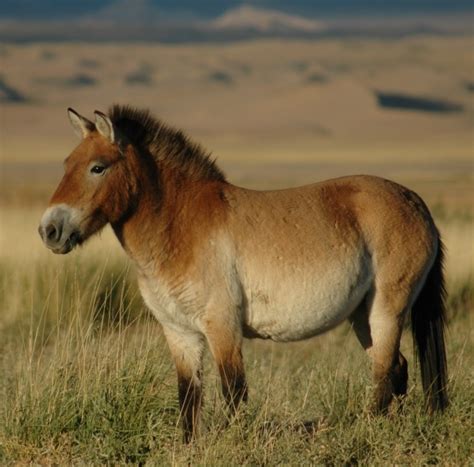 Equus Przewalskii Przewalskis Horse Breed Information History