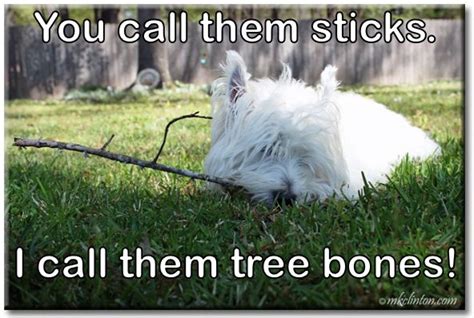 You Call Them Sticksdoghumor Dogmemes Dogs Dog Jokes Funny Dog