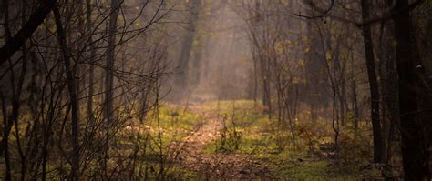 Download Wallpaper 2560x1080 Forest Fog Trees Branches Path Dual