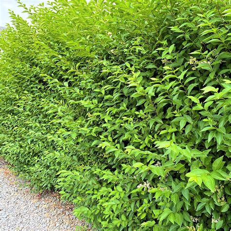 5 Green Privet Hedging Ligustrum Plants Hedge 3 4ft Tallquick Growing