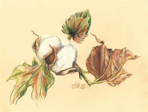 Colored Pencil Cotton Plant Drawing By Jacki Kellum