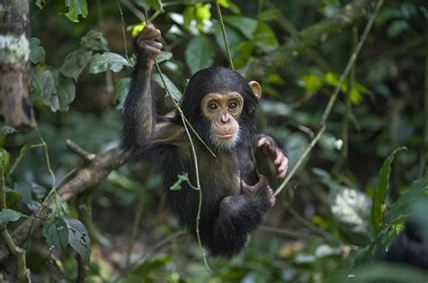 Baby Chimpanzees In Trees