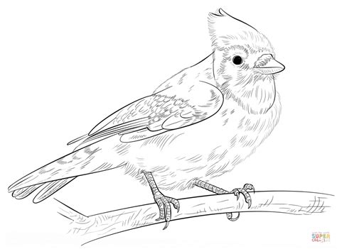 Blue jay on a branch coloring page | Free Printable Coloring Pages