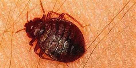 Pest Control Experts Of Chicago Chicagos Bed Bugs Pest Control