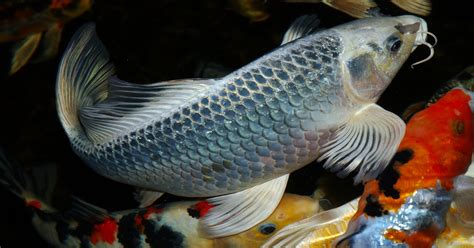 Koi Fish Fins And Tails Anatomy Parts Diseases