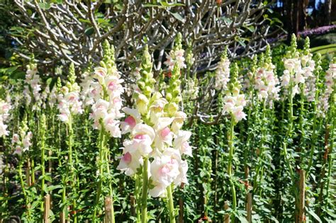 The gladiolus thrives best in sandy soil and if you do not live in an area where sand is part of the. When to Plant Gladiolus - Gardenerdy